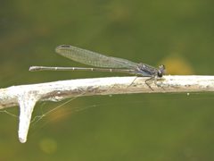 Argia tezpi 37971713 by Juan Cruzado Cortés. Used under a CC BY-SA 4.0 license.