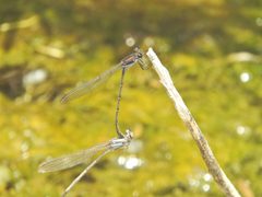 Argia tezpi 37972165 by Juan Cruzado Cortés. Used under a CC BY-SA 4.0 license.