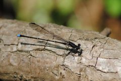 Argia tibialis by Mike Ostrowski from North Bethesda, Maryland, USA. Used under a CC BY-SA 2.0 license.