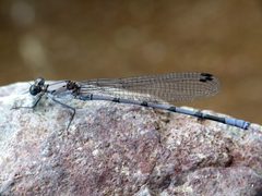 Argia tonto 10884413 by Katja Schulz. Used under a CC BY 4.0 license.