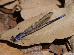 Argia tonto 1785774 by Matt Muir. Used under a CC BY-SA 4.0 license.