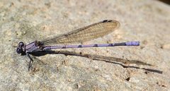 Argia tonto 29839786 by pbedell. Used under a CC BY-SA 4.0 license.