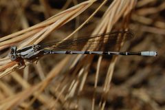 Argia vivida-Male-1 by Eugene Zelenko. Used under a CC BY-SA 4.0 license.