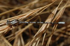 Argia vivida-Male-2 by Eugene Zelenko. Used under a CC BY-SA 4.0 license.