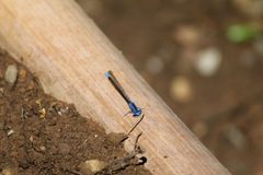 Argia vivida facing the camera at Hakone Gardens by Grendelkhan. Used under a CC BY-SA 4.0 license.