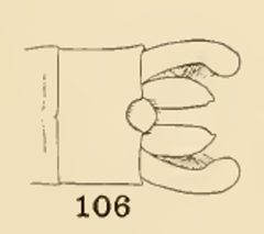 106 Chromagrion condition male by Philip Garmen. Used under a Public domain license.