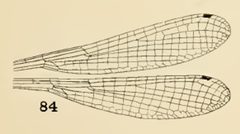 84 Chromagrion conditum by Philip Garmen. Used under a Public domain license.