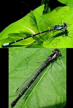 Chromagrion conditum by US Army Corps of Engineers. Used under a Public domain license.