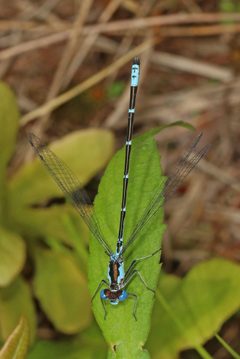Chromagrion conditum dorsal 2 by Judy Gallagher. Used under a CC BY-SA 4.0 license.
