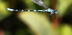 Coenagrion interrogatum 51747194 by Maurice Raymond. Used under a CC BY 4.0 license.