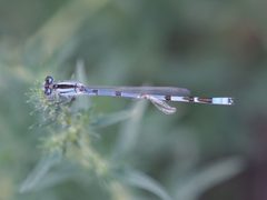 Coenagrion resolutum by Louis. Used under a CC BY-SA 2.0 license.
