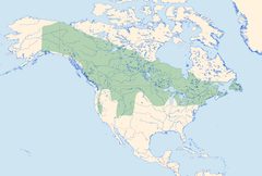 Coenagrion resolutum Distribution by Loz (L. B. Tettenborn). Used under a CC BY-SA 3.0 license.