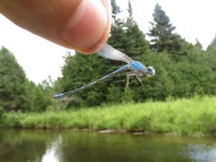 River bluet 8003968 jul 9 2016 by Reuven Martin. Used under a CC0 license.