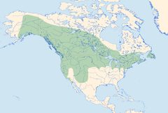 Enallagma annexum Distribution by Loz (L. B. Tettenborn). Used under a CC BY-SA 3.0 license.