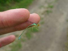 Rainbow bluet 27906967 jun 29 2019 by Reuven Martin. Used under a CC0 license.