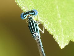 Enallagma basidens 214226306 by Sam Kieschnick. Used under a CC BY 4.0 license.