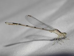 Enallagma basidens 224566473 by Sam Kieschnick. Used under a CC BY 4.0 license.