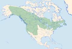Enallagma boreale Distribution by Loz (L. B. Tettenborn). Used under a CC BY-SA 3.0 license.