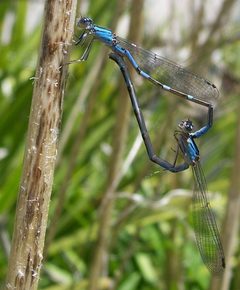 Enallagma carunculatum-Copulating-2 by Eugene Zelenko. Used under a CC BY-SA 4.0 license.
