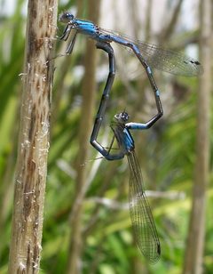 Enallagma carunculatum-Copulating-3 by Eugene Zelenko. Used under a CC BY-SA 4.0 license.