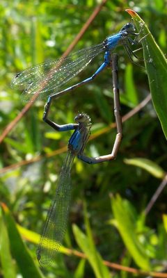 Enallagma carunculatum-Copulating-4 by Eugene Zelenko. Used under a CC BY-SA 4.0 license.