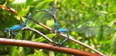 Enallagma carunculatum-Copulating-7 by Eugene Zelenko. Used under a CC BY-SA 4.0 license.