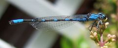 Enallagma carunculatum-Male-2 by Eugene Zelenko. Used under a CC BY-SA 4.0 license.