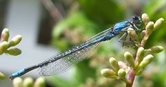 Enallagma carunculatum-Male-3 by Eugene Zelenko. Used under a CC BY-SA 4.0 license.