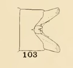 103 Enallagma civile male by Philip Garmen. Used under a Public domain license.
