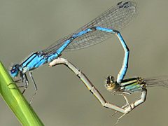 Enallagma civile-mating by Peterwchen. Used under a CC BY-SA 4.0 license.