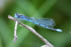 Familiar Bluet Enallagma civile - Flickr - gailhampshire by gailhampshire from Cradley, Malvern, U.K. Used under a CC BY 2.0 license.