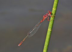 Enallagma concisum 31202991 by Judy Gallagher. Used under a CC BY 4.0 license.