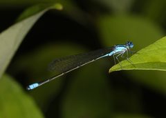 Enallagma divagans 37671042 by Judy Gallagher. Used under a CC BY 4.0 license.