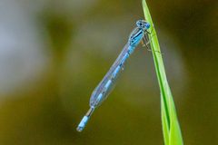 Enallagma durum 142820325 by Andrew Hrycyna. Used under a CC BY 4.0 license.