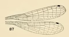 87Enallagma hageni wing by Philip Garmen. Used under a Public domain license.