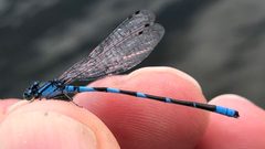 Enallagma hageni 48721831 by Dan MacNeal. Used under a CC BY 4.0 license.