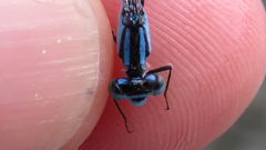 Enallagma hageni 48721849 by Dan MacNeal. Used under a CC BY 4.0 license.