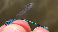 Enallagma hageni 48722675 by Dan MacNeal. Used under a CC BY 4.0 license.
