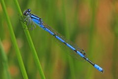 Enallagma hageni 8410810 by Judy Gallagher. Used under a CC BY 4.0 license.