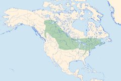Enallagma hageni Distribution by Loz (L. B. Tettenborn). Used under a CC BY-SA 3.0 license.