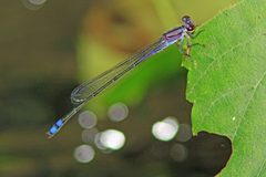 Enallagma novaehispaniae 41354808 by Judy Gallagher. Used under a CC BY 4.0 license.
