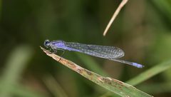Enallagma semicirculare 3 January 2017 by (c) Laura Gaudette, some rights reserved (CC BY). Used under a CC BY 4.0 license.