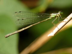 Ischnura demorsa 10533758 by Katja Schulz. Used under a CC BY 4.0 license.