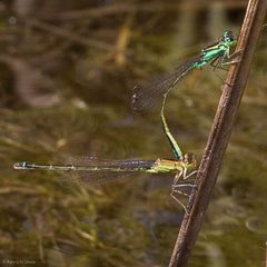 Ischnura denticollis 2214943 by Ken-ichi Ueda. Used under a CC BY 4.0 license.