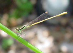 Ischnura hastata by pondhawk. Used under a CC BY 2.0 license.