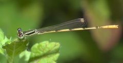 Ischnura hastata P1320926a by 
xpda. Used under a CC BY-SA 4.0 license.