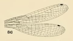 86 Ischnura posita wing by Philip Garmen. Used under a Public domain license.