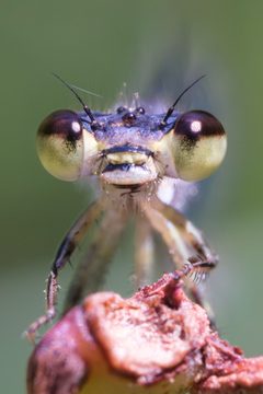 Ischnura posita - Fragile Forktail 04 by Jasper Shide. Used under a CC0 license.