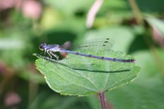 Ischnura posita - Fragile Forktail 05 by Jasper Shide. Used under a CC0 license.