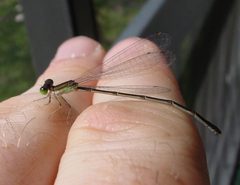 Furtive Forktail by Eric Haley from Winter Park, Florida, USA. Used under a CC BY 2.0 license.
